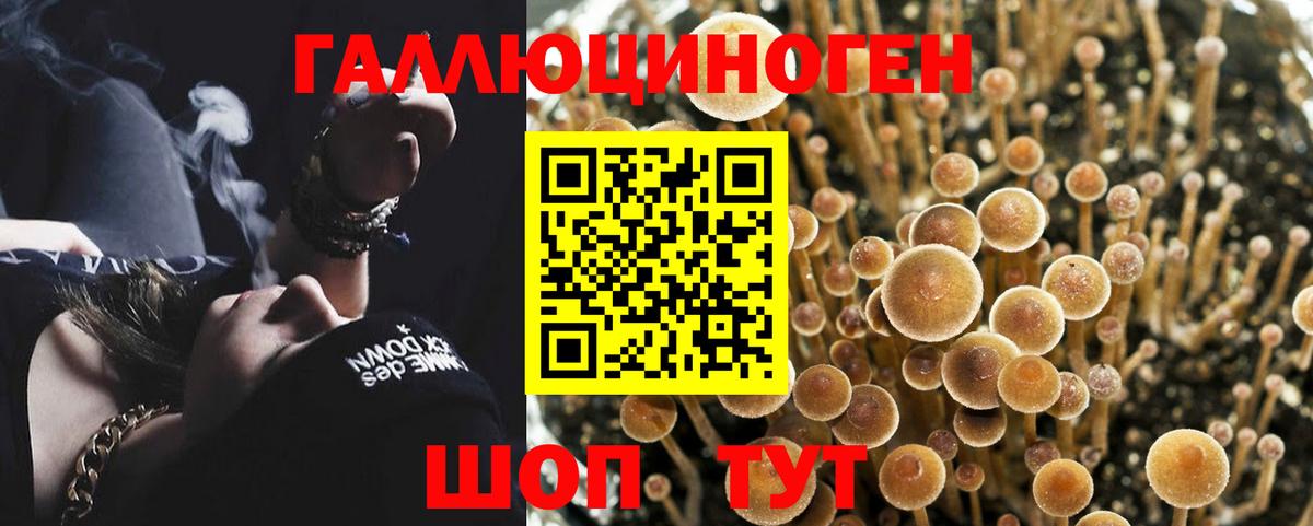 Псилоцибиновые грибы GOLDEN TEACHER  Псилоцибиновые грибы Psilocybine cubensis  Вход с VPN  купить  цена  Иваново 